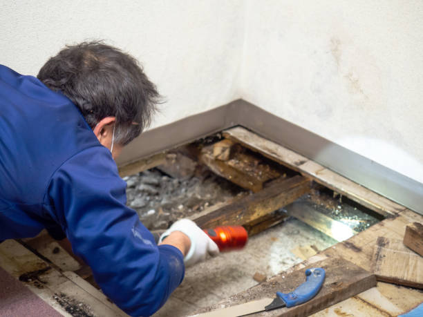 Trusted Port Orchard, WA Mold Removal Experts