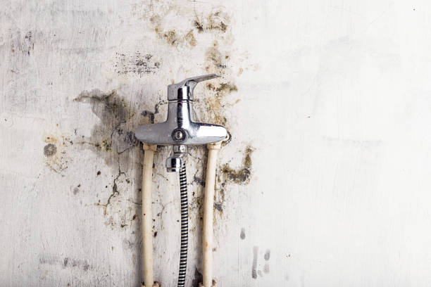 Best Toxic Mold Removal  in Port Orchard, WA