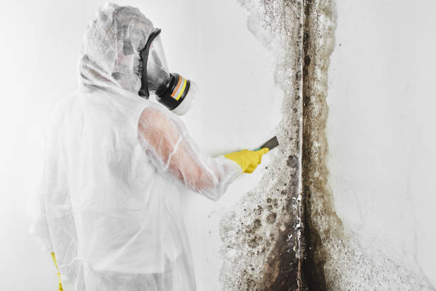 Best Fast Mold Removal  in Port Orchard, WA