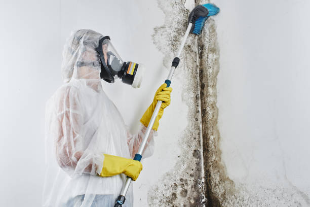 Best Crawl Space Mold Removal  in Port Orchard, WA