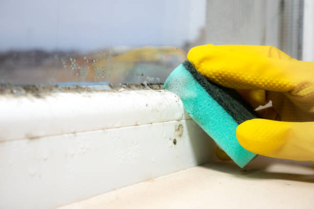 Best Professional Mold Removal  in Port Orchard, WA