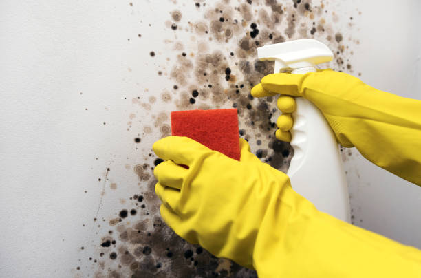 Best Certified Mold Removal  in Port Orchard, WA