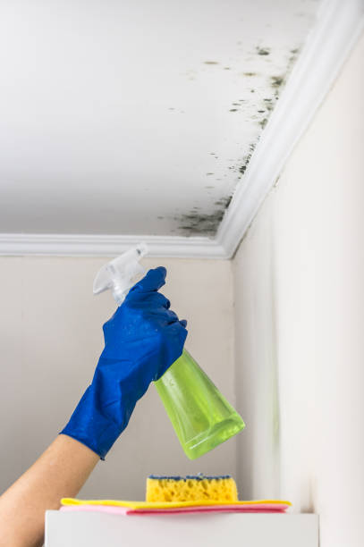Best Office Mold Removal Services  in Port Orchard, WA