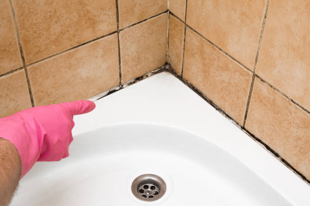 Best Attic Mold Removal  in Port Orchard, WA