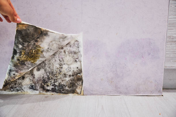 Reliable Port Orchard, WA Mold Removal Solutions